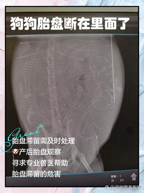 狗狗胎盘是什么样子的