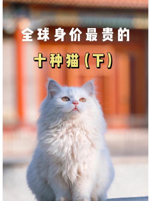 前十名贵猫