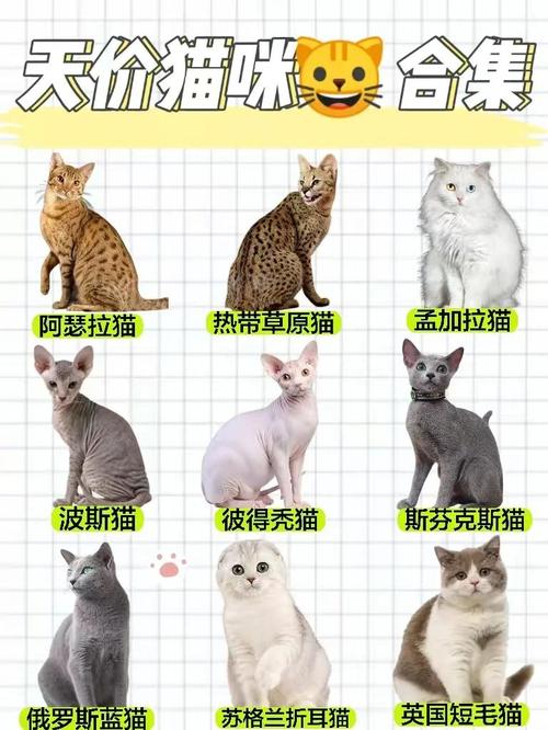 世界上什么品种的猫咪最名贵(什么猫比较好养?)