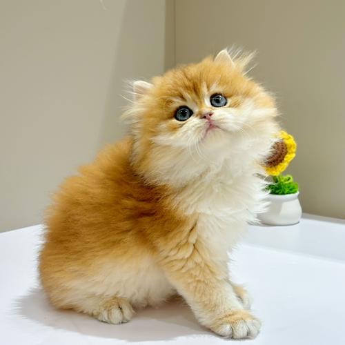 世界上最贵的宠物猫咪名单出炉,第一贵到养不起!