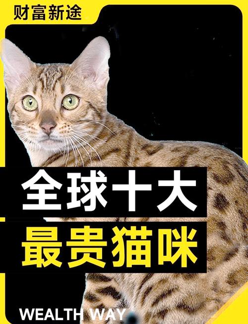 世界前十猫咪富豪榜!谁是猫中的比尔·盖茨?