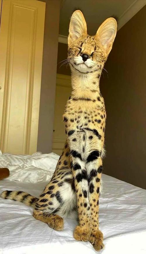 世界上最名贵的猫排名TOP10