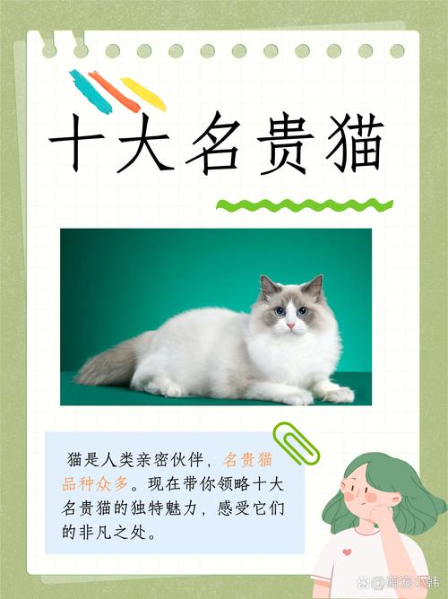 世界前十贵族猫排名榜