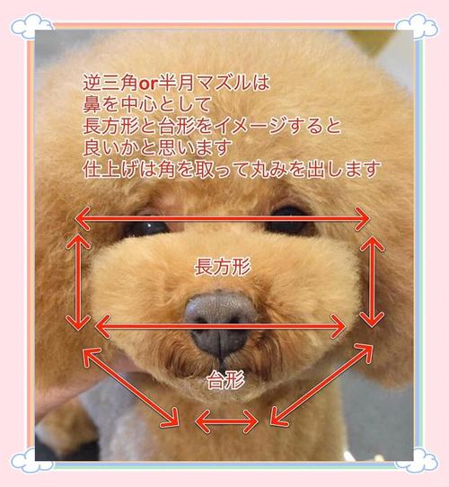 自己怎么给狗狗剪毛