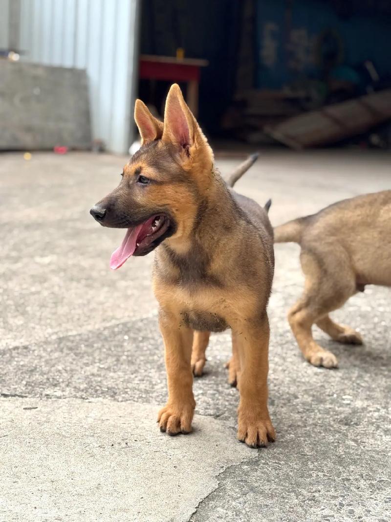 狗狗70天了一直没生正常吗