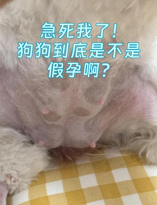 我家狗狗怀孕70天了还不见下~~肚子也不见大但是有奶水。。难道是假孕...