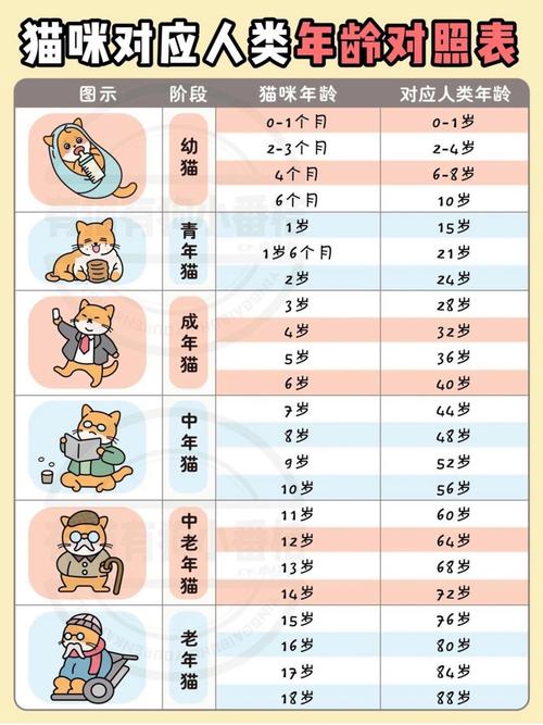 银渐层猫几个月成年