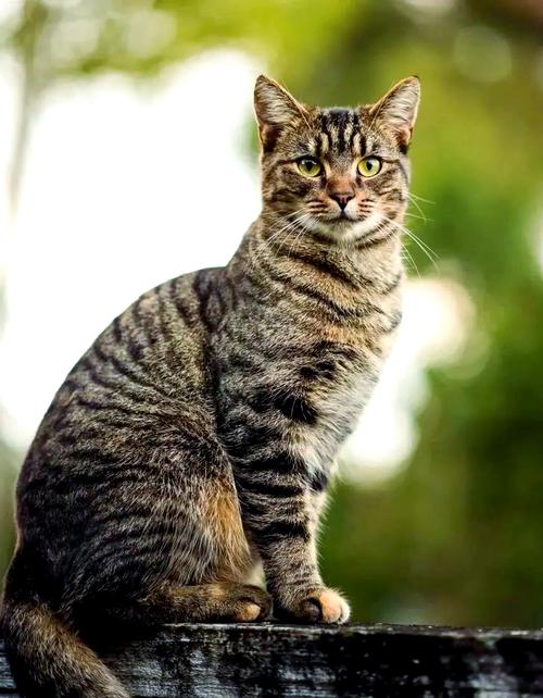 中华田园猫长到多大就定型了?