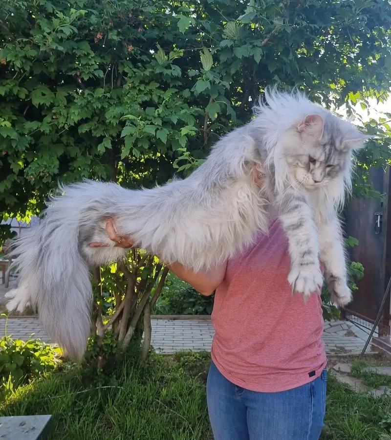 八个月的猫算成年猫还是幼猫