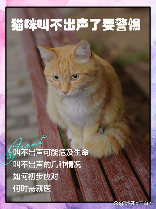 猫咪到家后为什么不叫