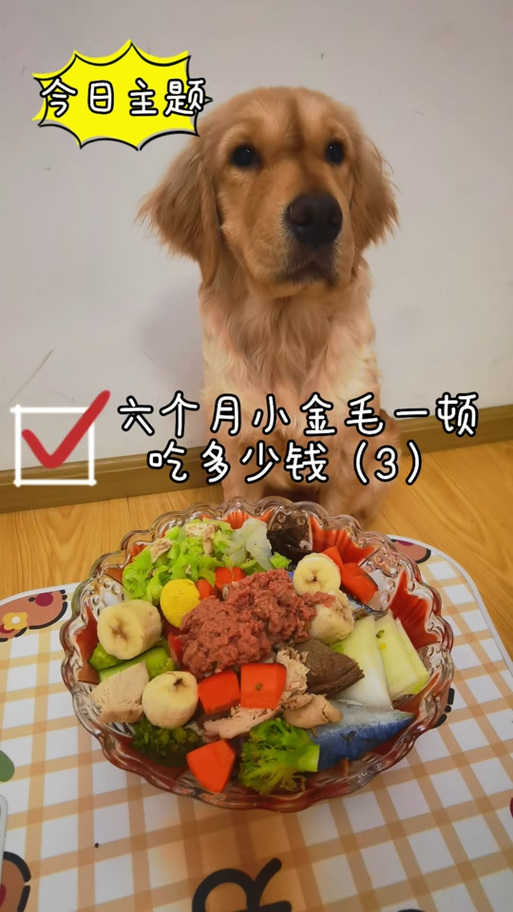 一个多月的金毛吃多少狗粮
