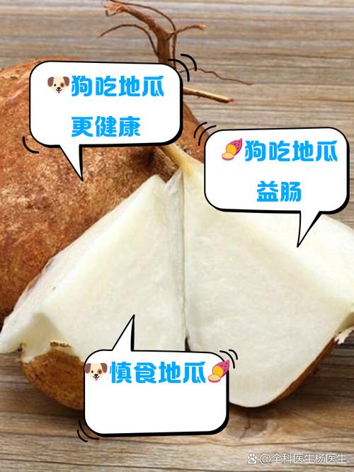 比熊狗狗能吃香瓜吗