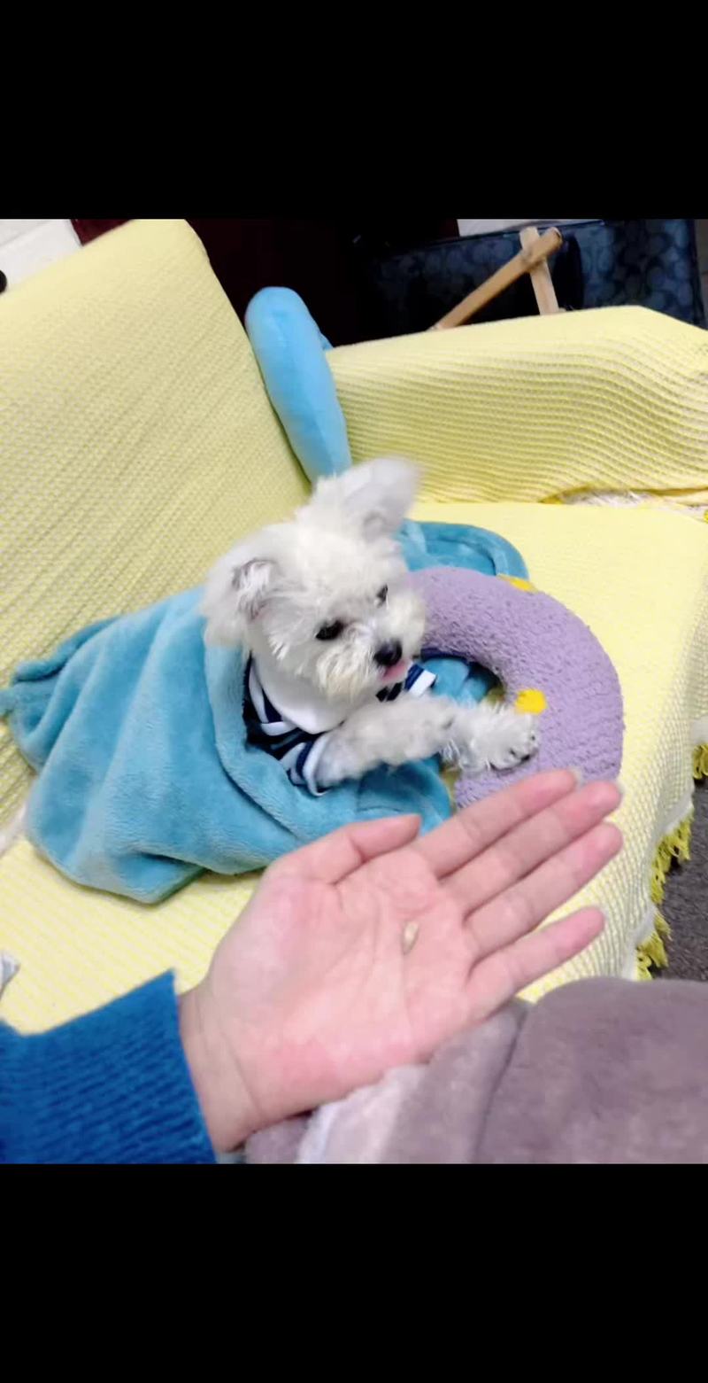 香瓜可以给狗吃吗