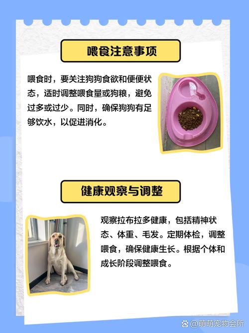 狗狗拉稀还要不要喂狗粮