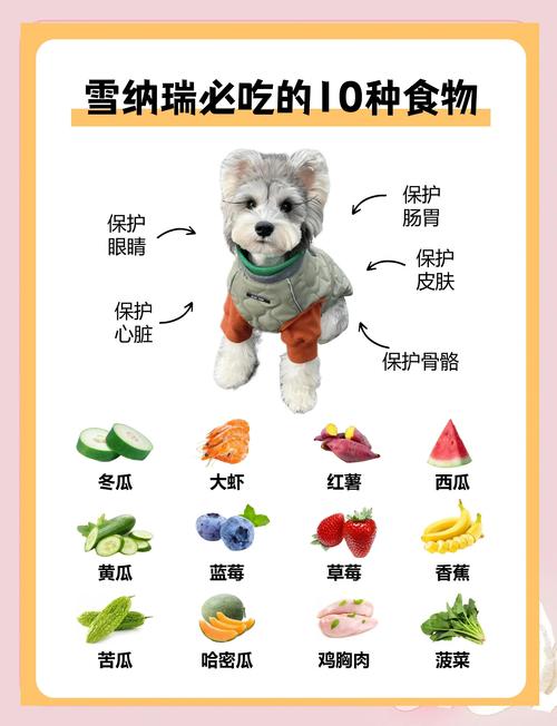 四五个月雪纳瑞吃多少