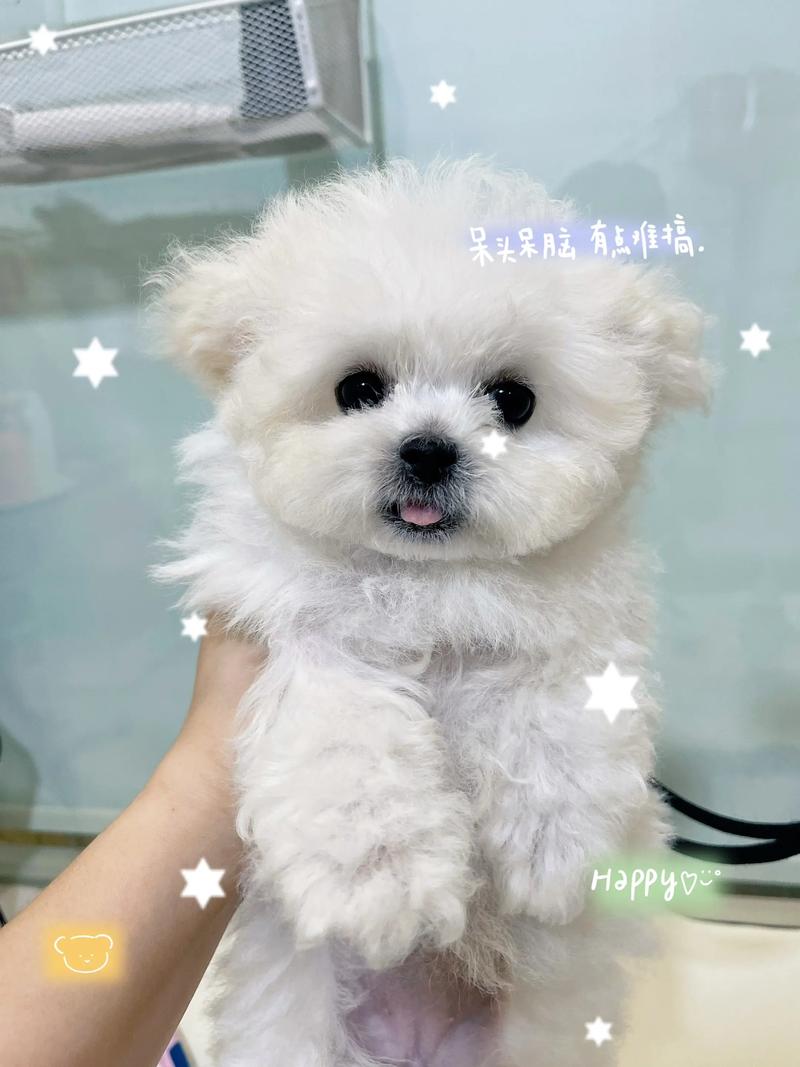 四个月的比熊一次吃多少狗粮?