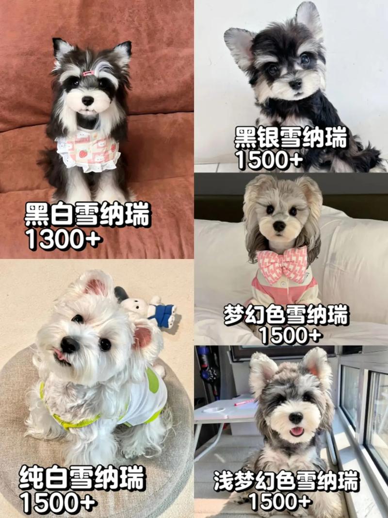 3到4个月狗狗吃多少狗粮