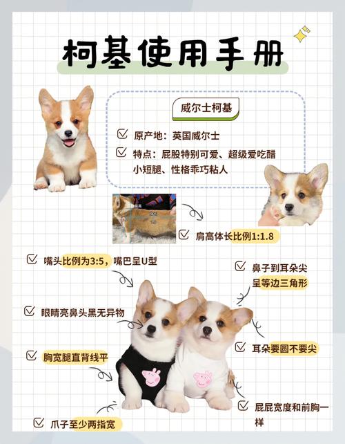 4个月泰迪幼犬一次吃多少狗粮