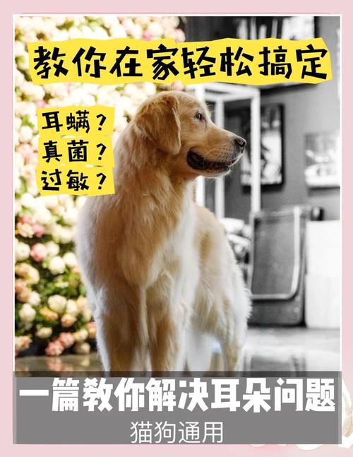 狗狗耳朵温度会偏高吗?为什么?