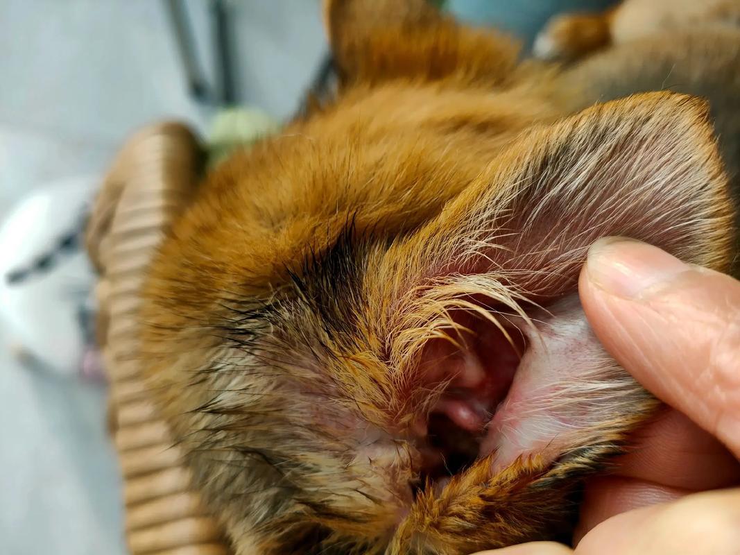 狗狗的耳朵为什么很红很烫