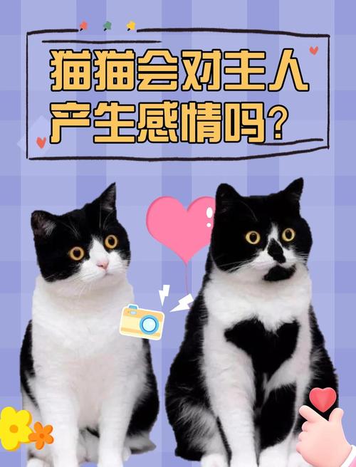 猫跟猫之间有感情吗