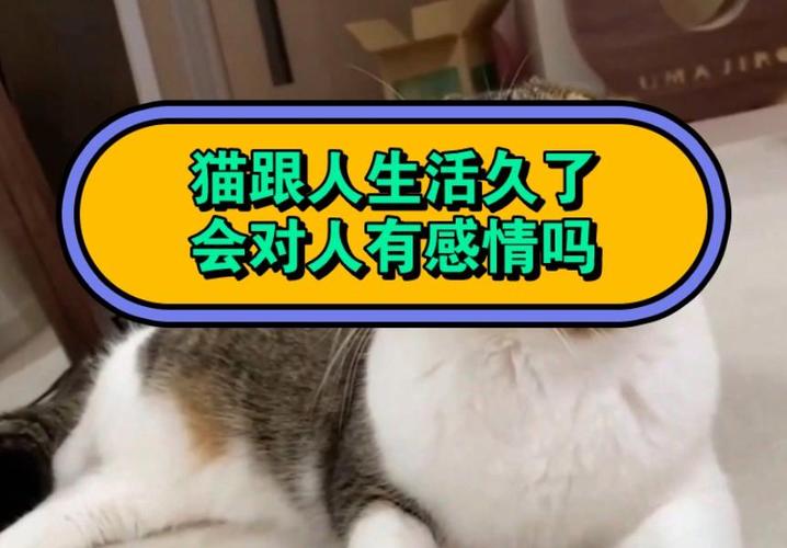 猫对主人真的有感情吗?为什么?