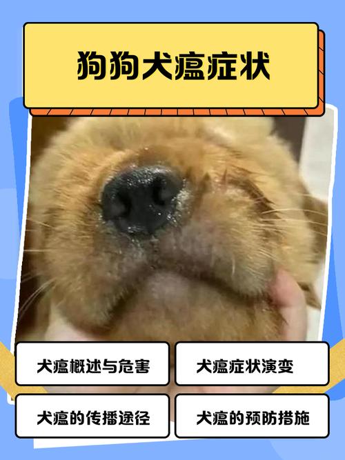 狗狗得了犬瘟是什么症状是什么