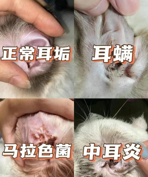 狗狗得耳螨会传染人的被子上吗