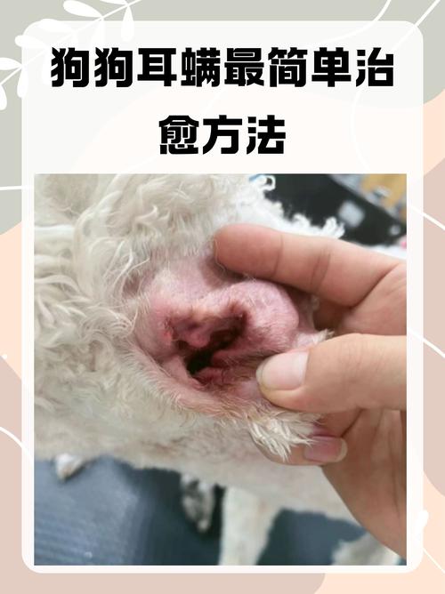 狗狗有耳螨会传染给人吗