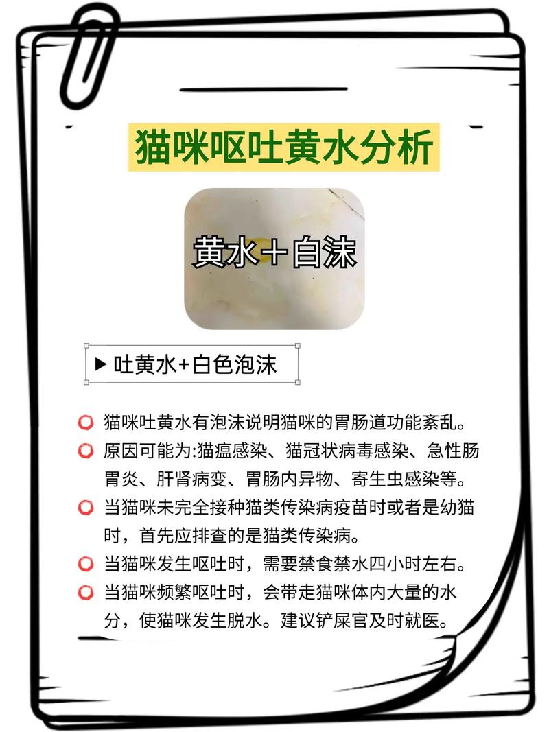 猫咪不吃饭吐黄水吃什么药