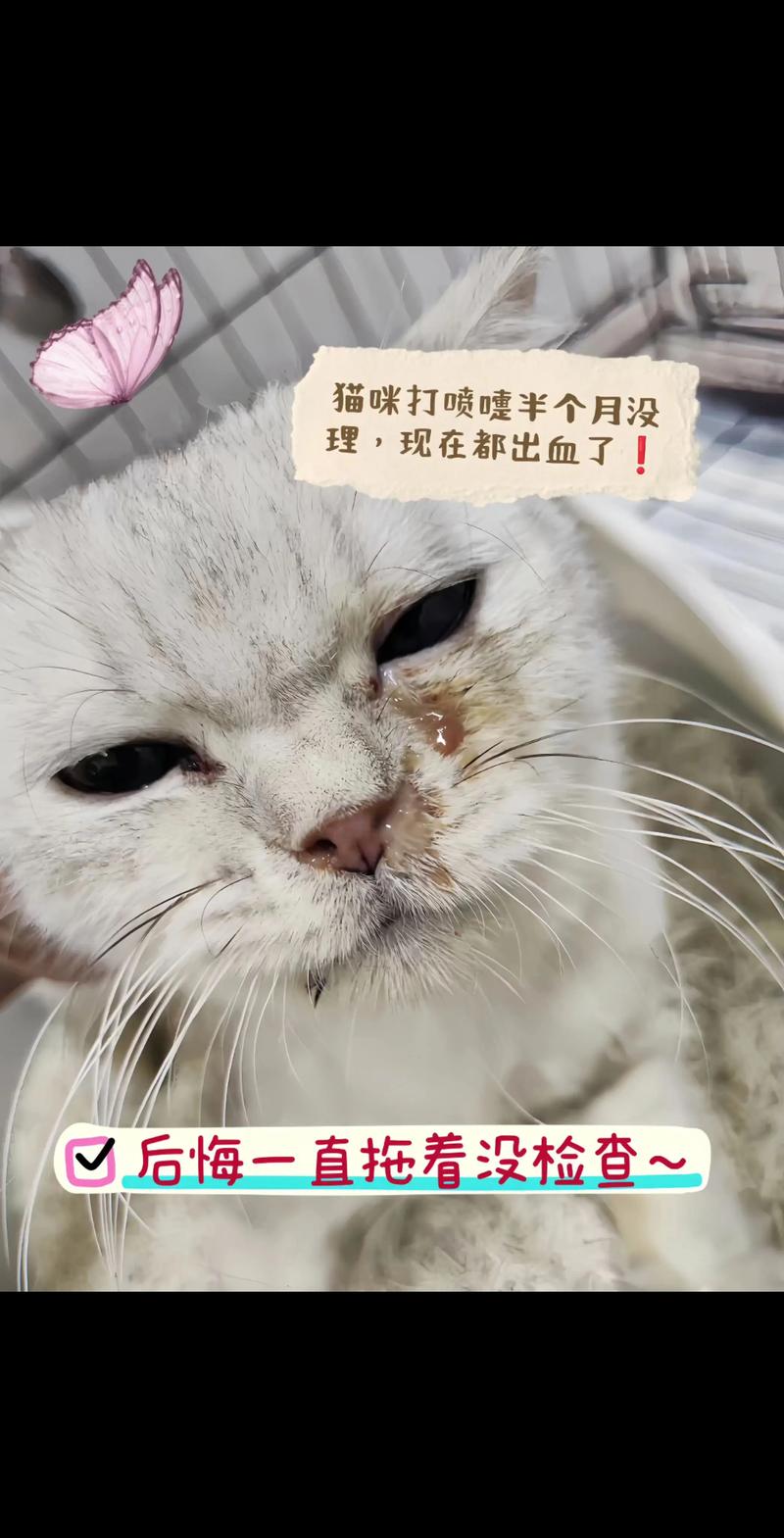 猫流鼻涕流眼泪怎么办