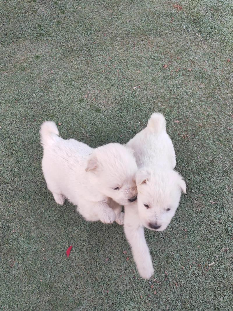 犬姐妹的名字有哪些选取?