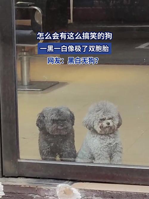 两只狗狗名字有寓意