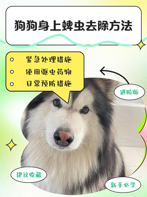 狗身上的寄身虫怎么治