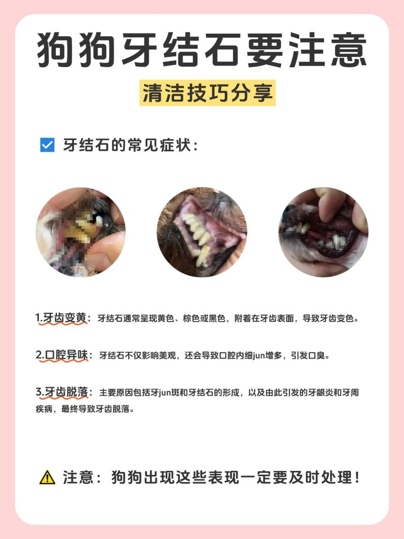 泰迪去除牙结石小妙招