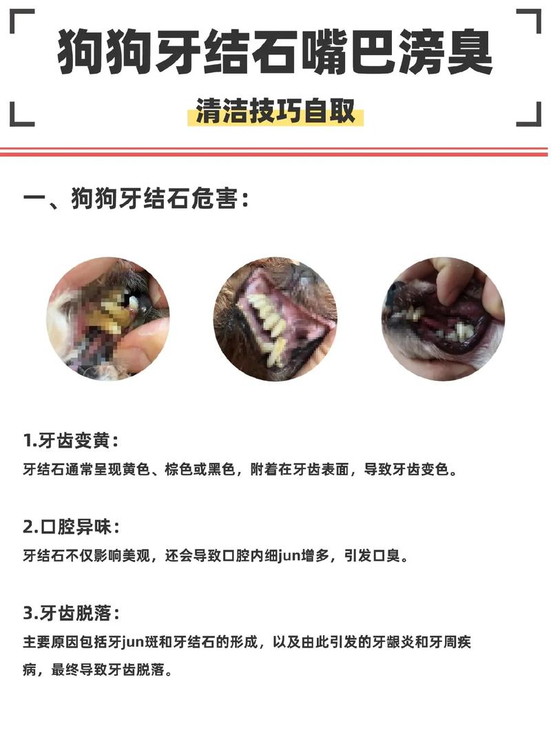 狗狗牙结石怎么去除小窍门