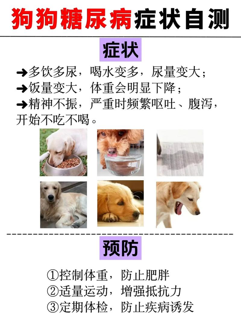 狗狗为什么特别爱喝糖水