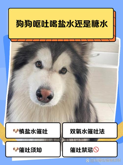 怎么给狗狗喂葡萄糖