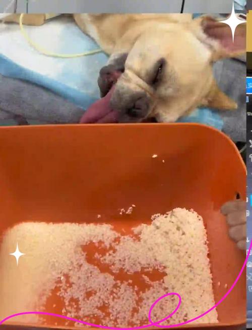 狗狗可以吃糯米类的东西吗?