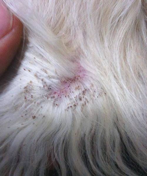 狗狗寄生虫感染症状