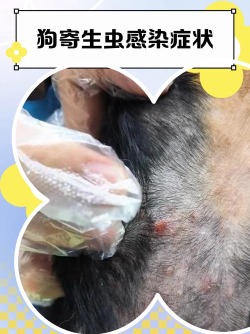 狗狗身体的哪些部位可以看出它感染了寄生虫?