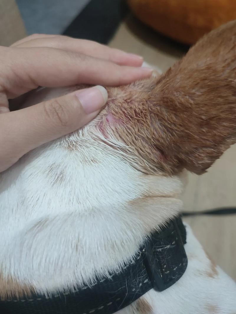 狗狗被同类咬伤怎么办