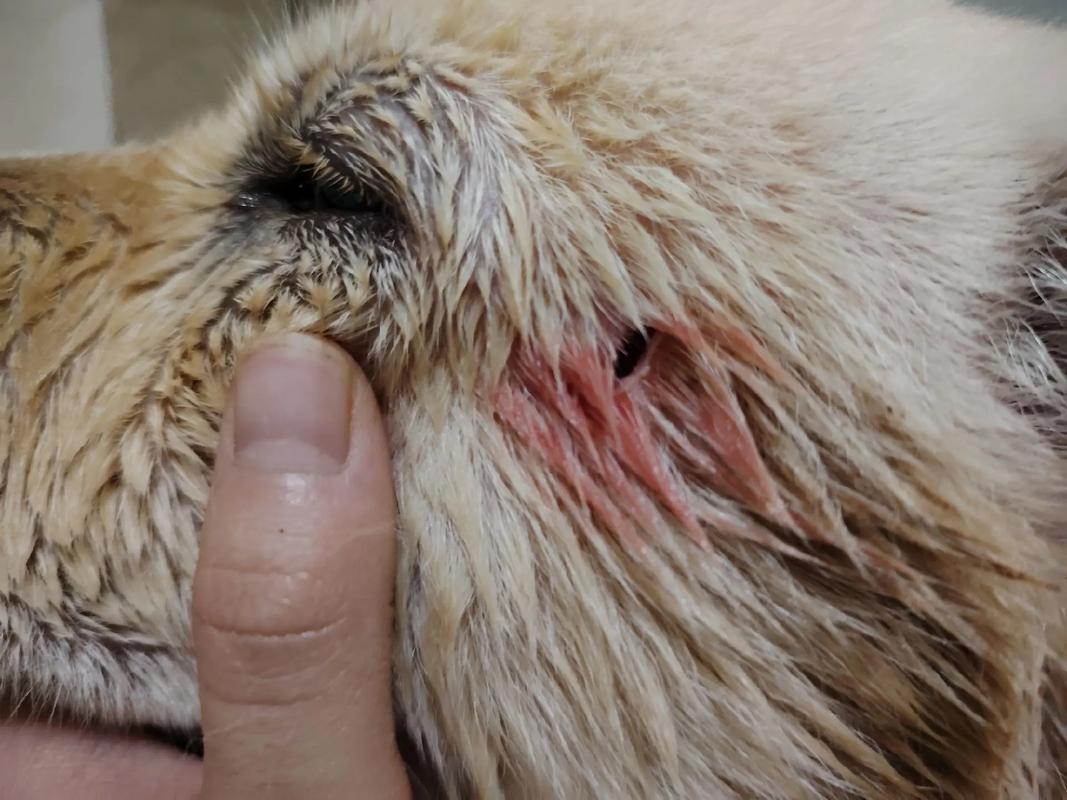 泰迪被大狗咬了个洞怎么办