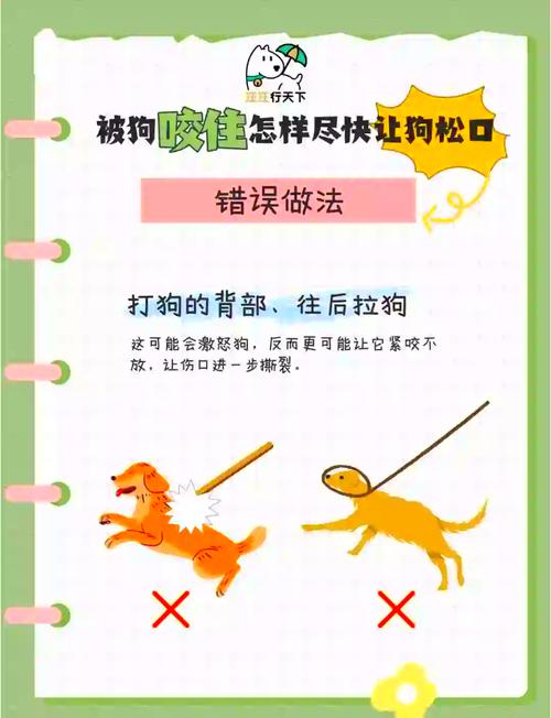 狗被咬了怎么处理好