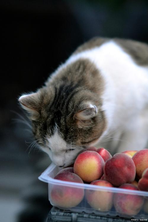 猫咪可以吃核桃吗