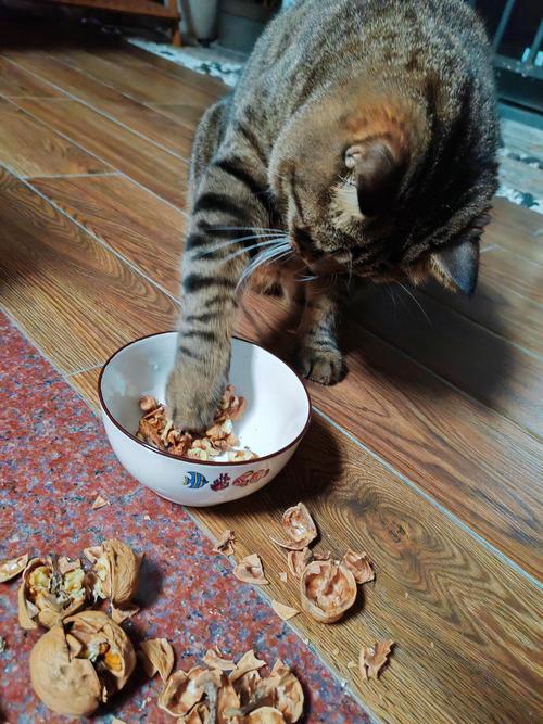 猫咪吃核桃后出现吐逆的情况是怎么回事?