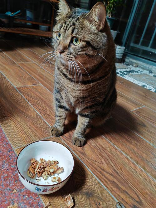 猫咪不小心吃了核桃仁