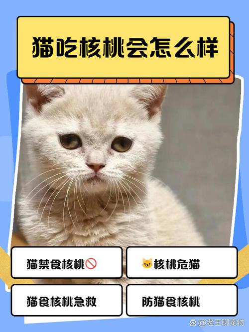 猫咪吃了一点点核桃怎么办