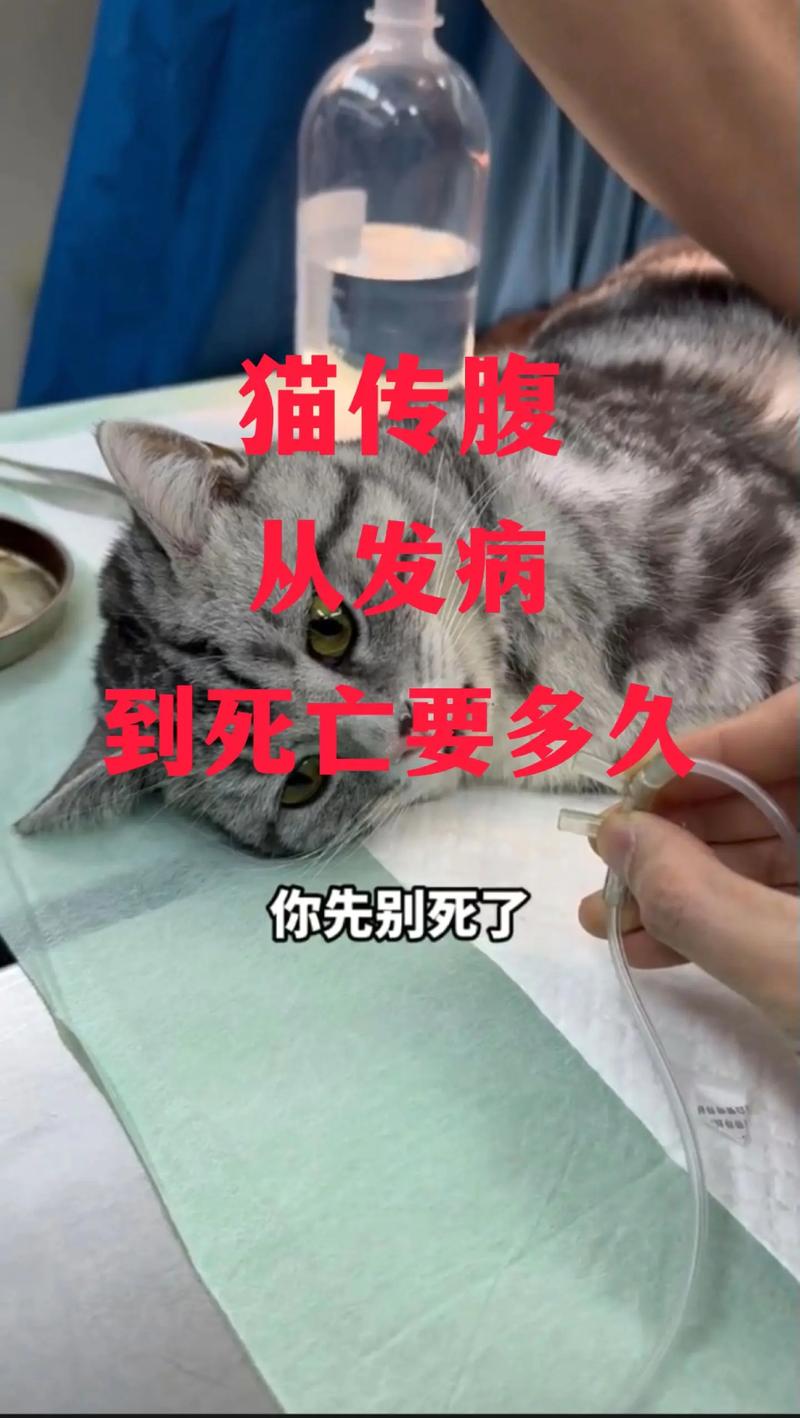 猫猫能活多久