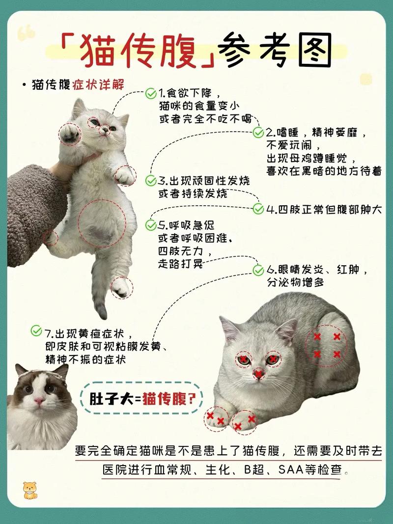为什么不建议饲养猫猫兔呢
